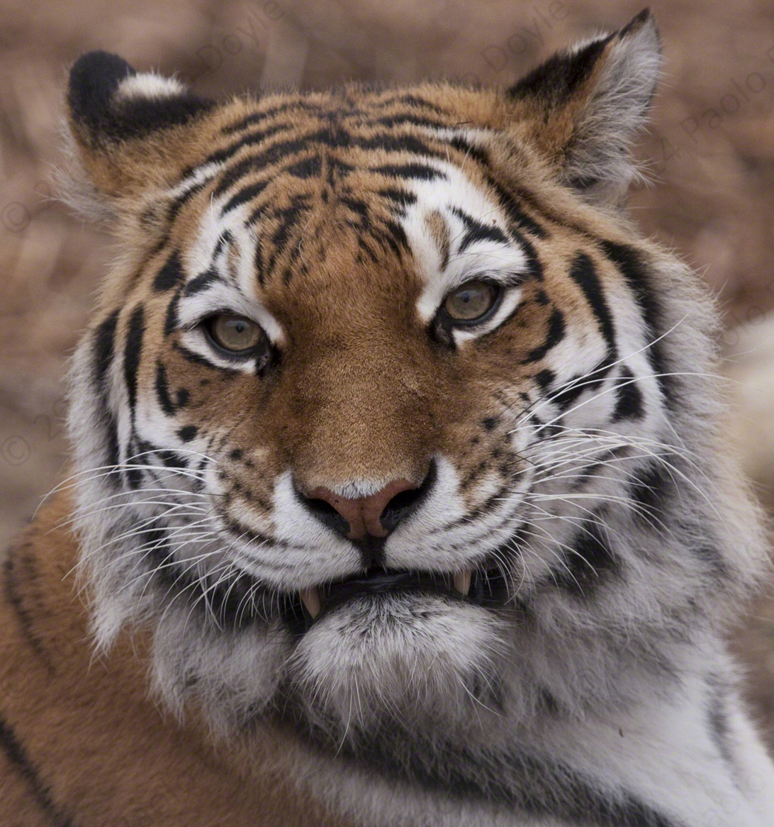 Paolo Doyle - Amur tiger.