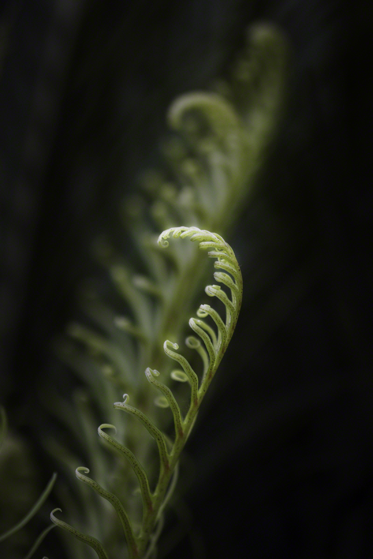 Paolo Doyle - New ferns.